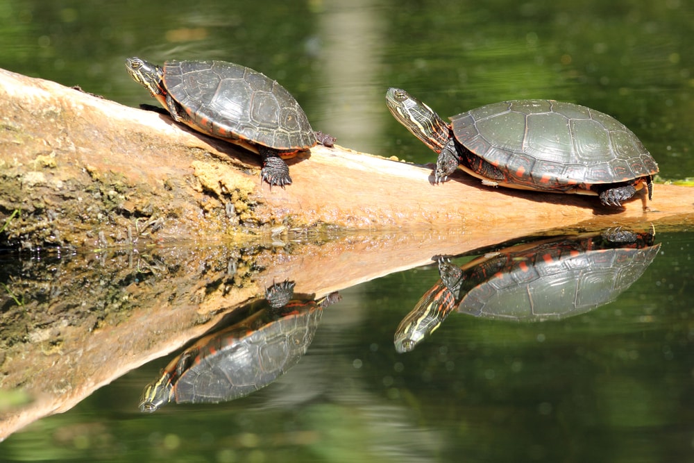 Donchian channel indicator turtles