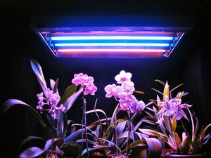Лампы для подсветки растений в домашних условиях